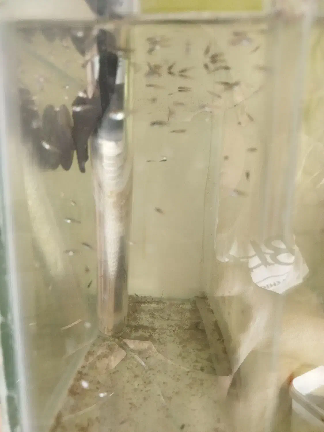 بچه ماهی گوپی|ماهی|تویسرکان, |دیوار