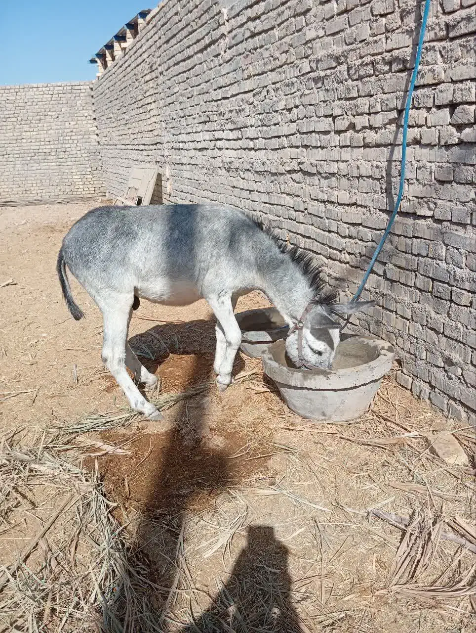 فروش اسب والاغ|اسب و تجهیزات اسبسواری|بافق, |دیوار