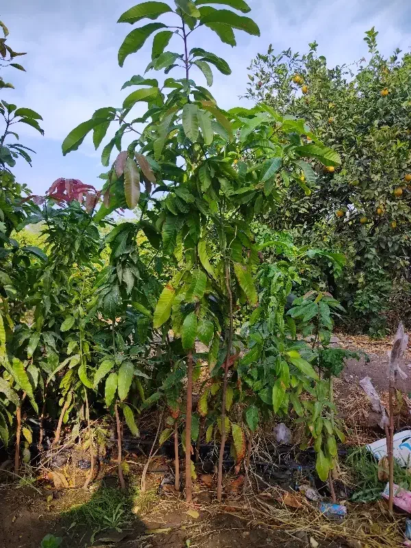 فروش نهال های استوایی|گل و گیاه طبیعی|جیرفت, |دیوار