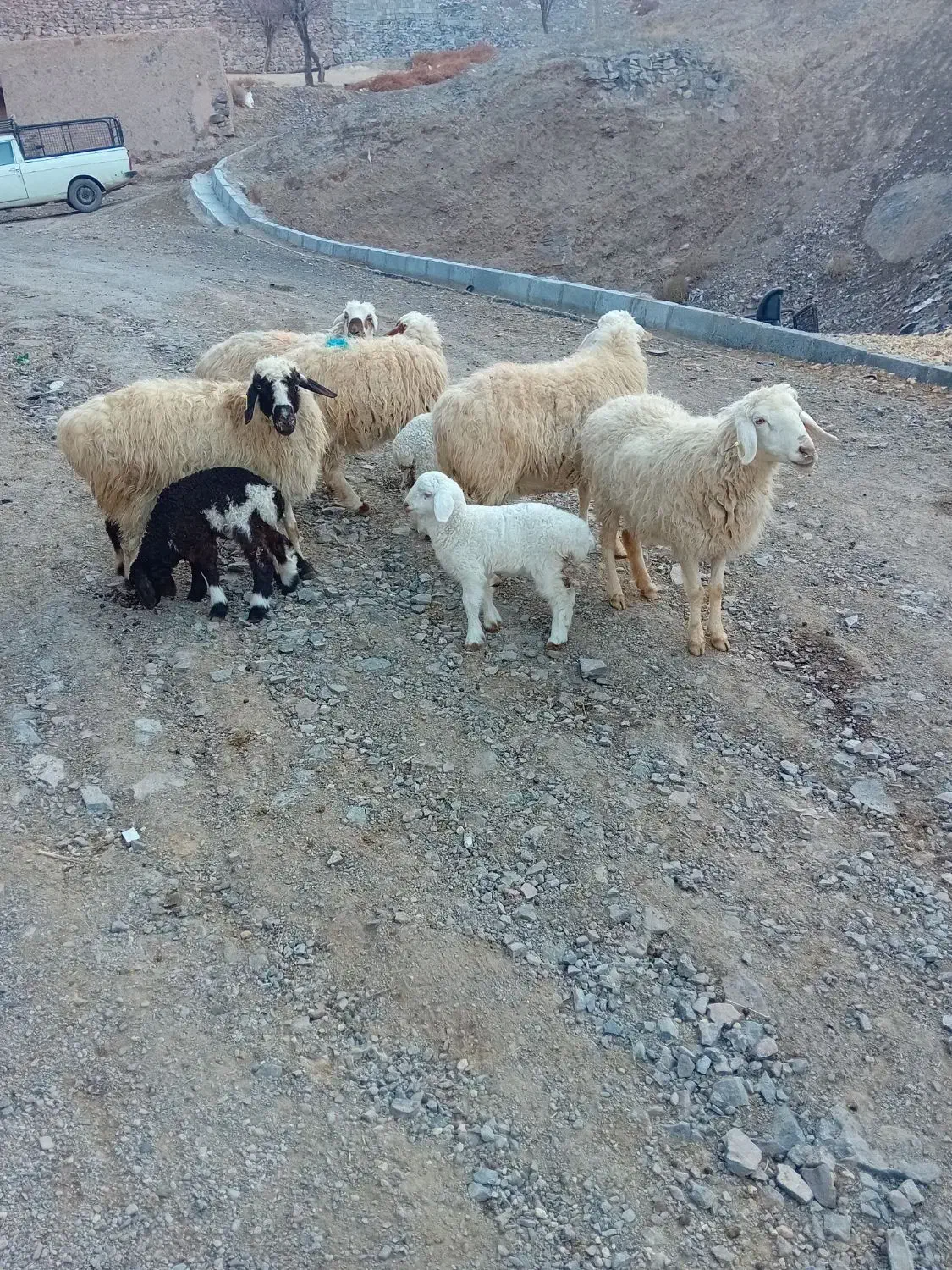 میش فروشی|حیوانات مزرعه|شاخنات, |دیوار