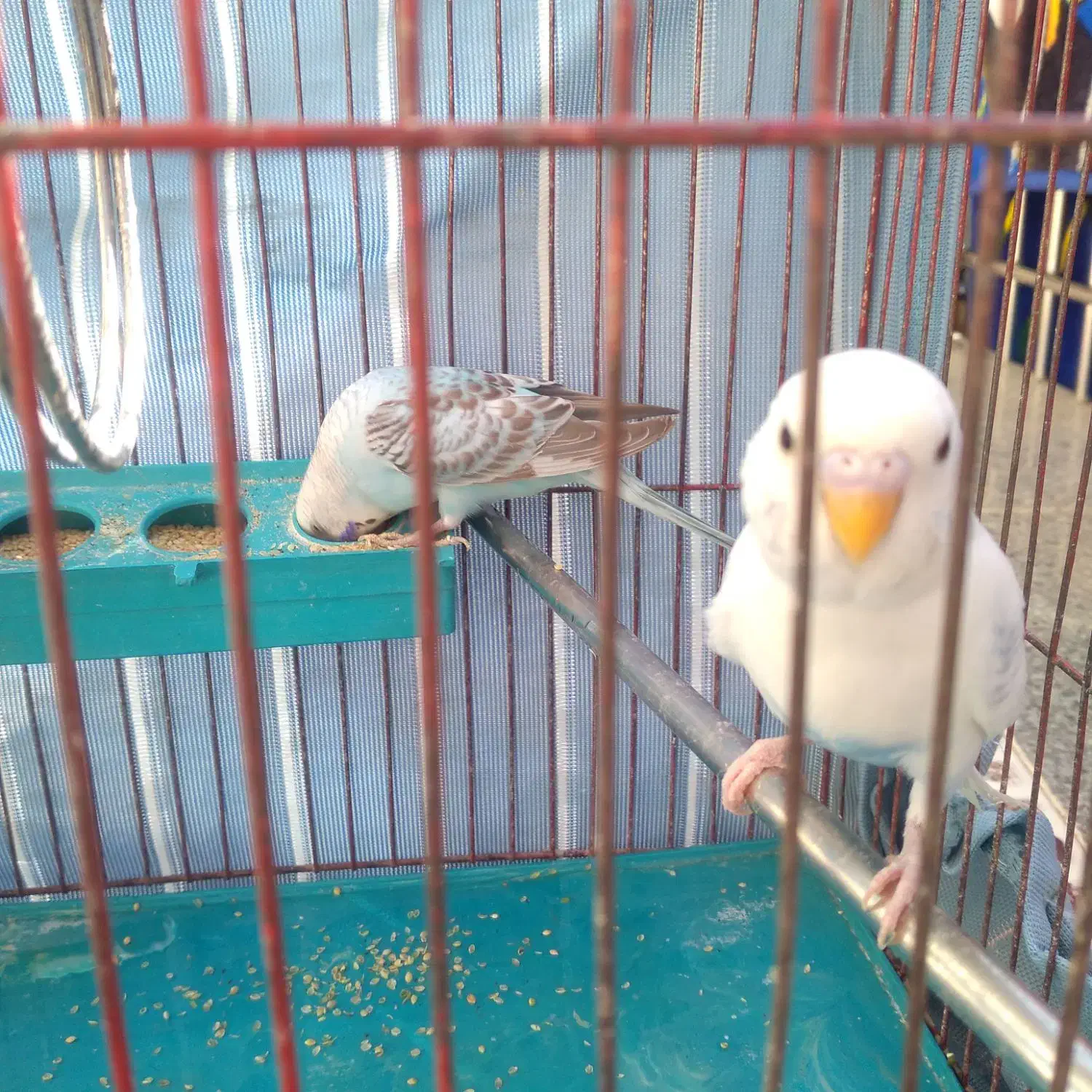 مرغ‌عشق|پرنده|شیراز, شهرک مدرس|دیوار