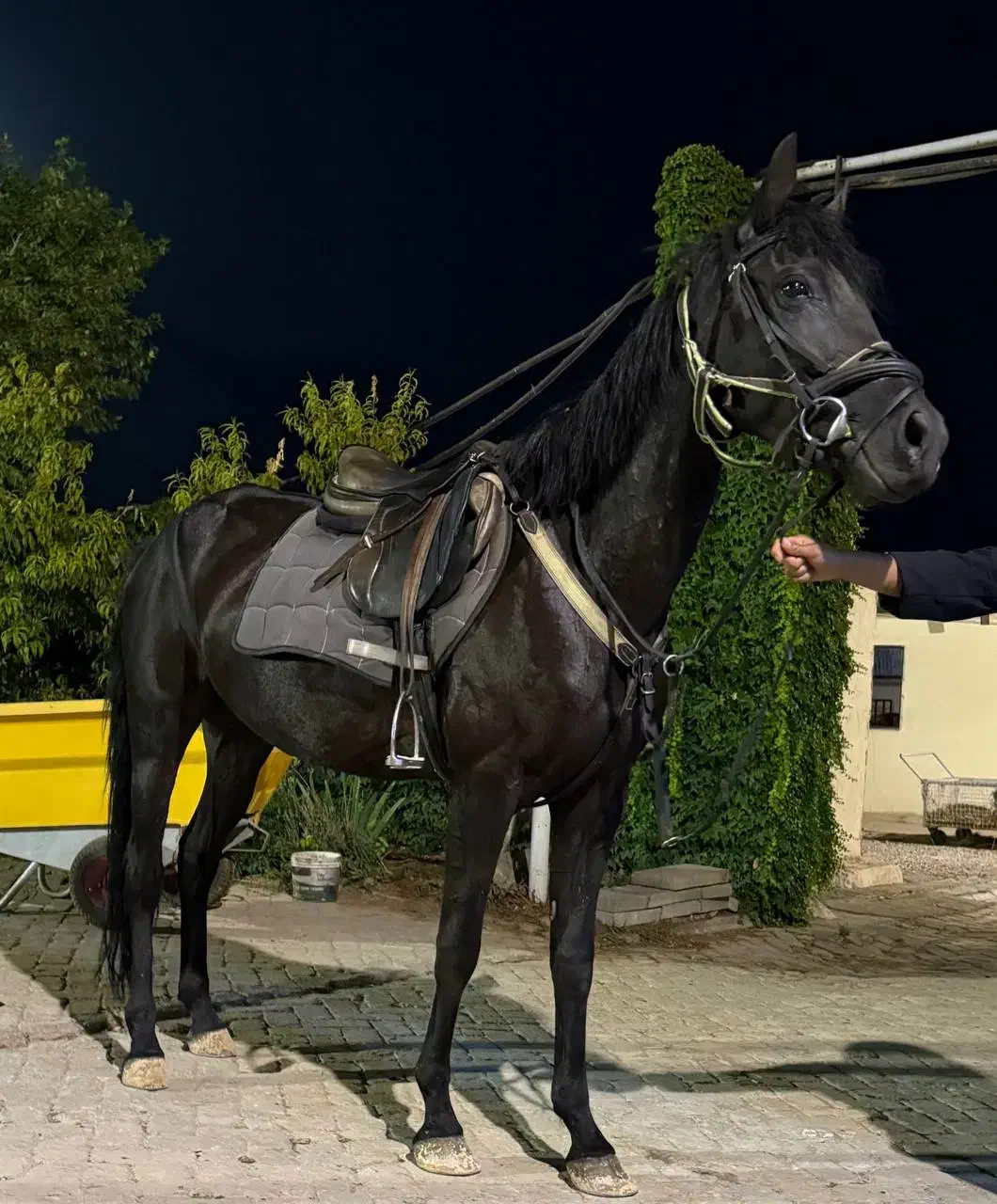 ترکمن خالص مشکی یکدست|اسب و تجهیزات اسبسواری|کرج, حصارک بالا|دیوار