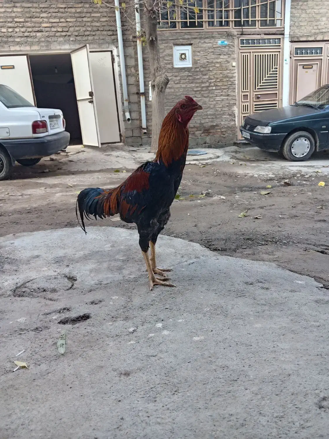 خروس لاری هشت ماه|حیوانات مزرعه|بوکان, |دیوار