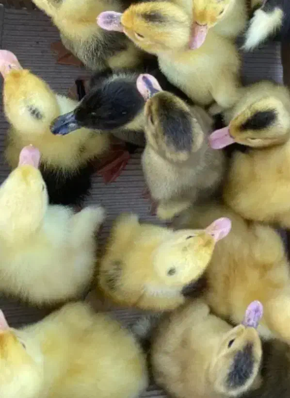 جوجه اردک|حیوانات مزرعه|رشت, منظریه|دیوار