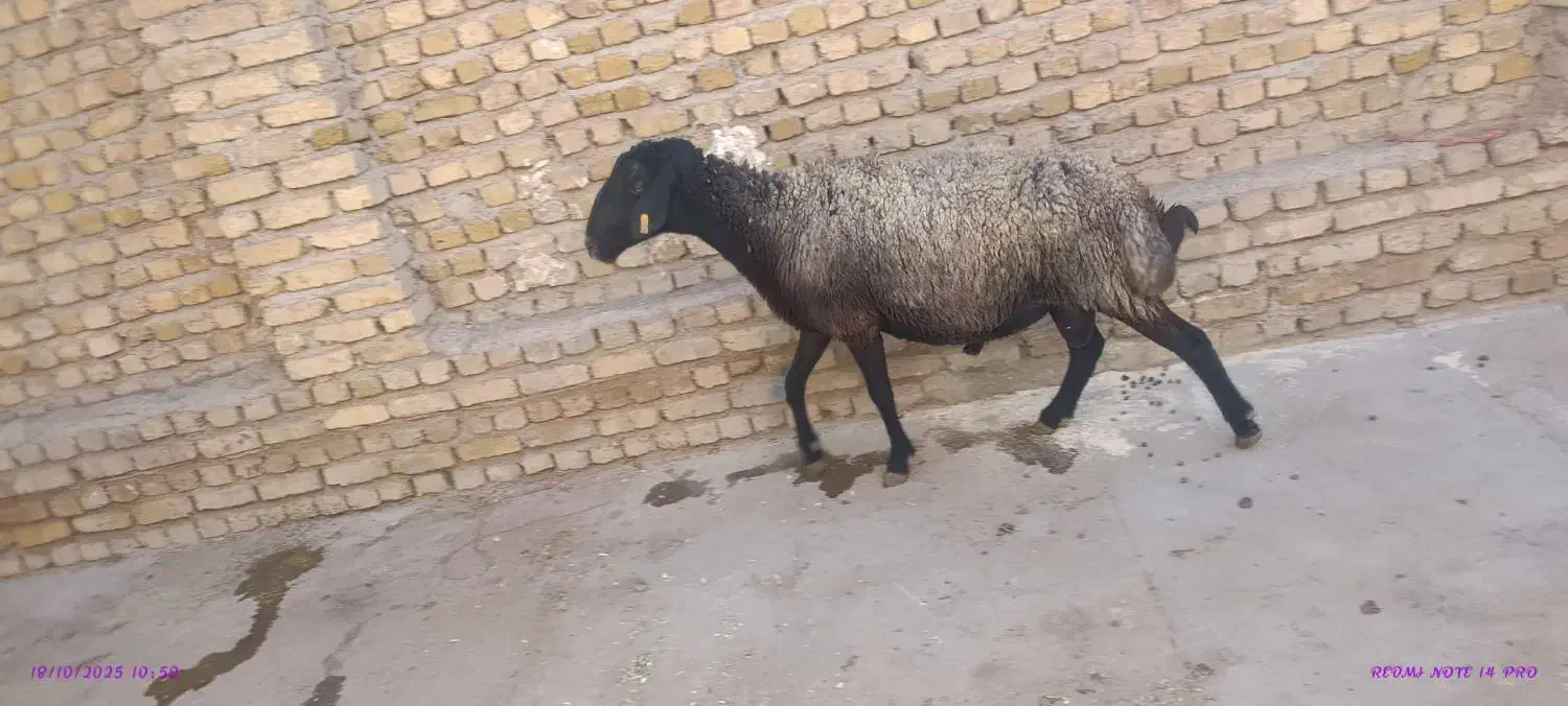 بره نر 60کیلو|حیوانات مزرعه|کرج, برغان|دیوار