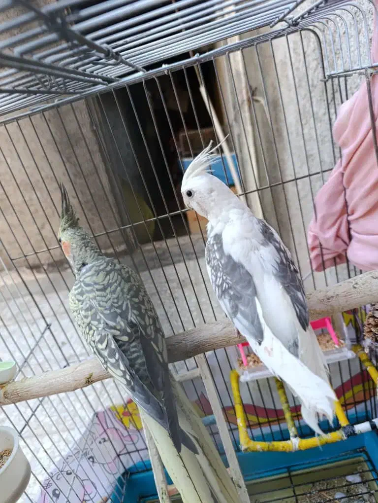 عروس هلندی پرنده فنچ کفتر قناری وغیره طوطی|پرنده|پاکدشت, خاتون آباد|دیوار