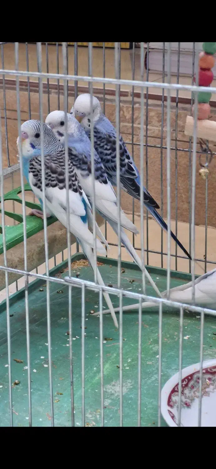 مرغ عشق|پرنده|اصفهان, رسالت|دیوار