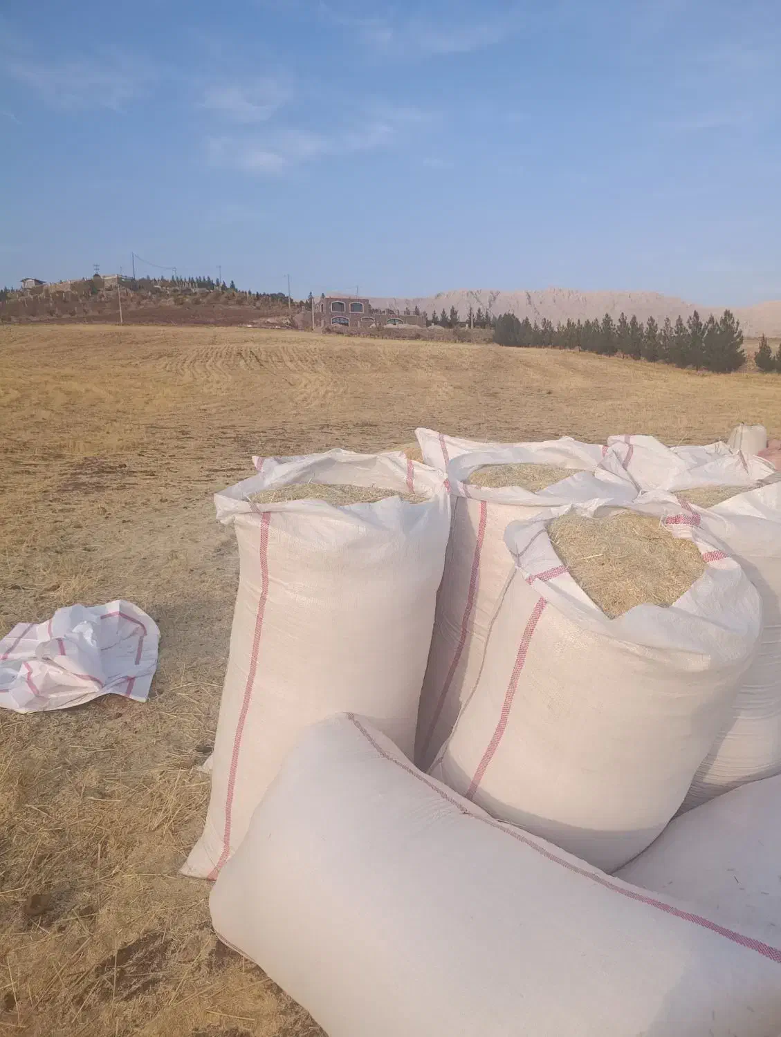 ۲۰۰ کیلو کاه داس درو درجه یک|حیوانات مزرعه|جوانرود, |دیوار