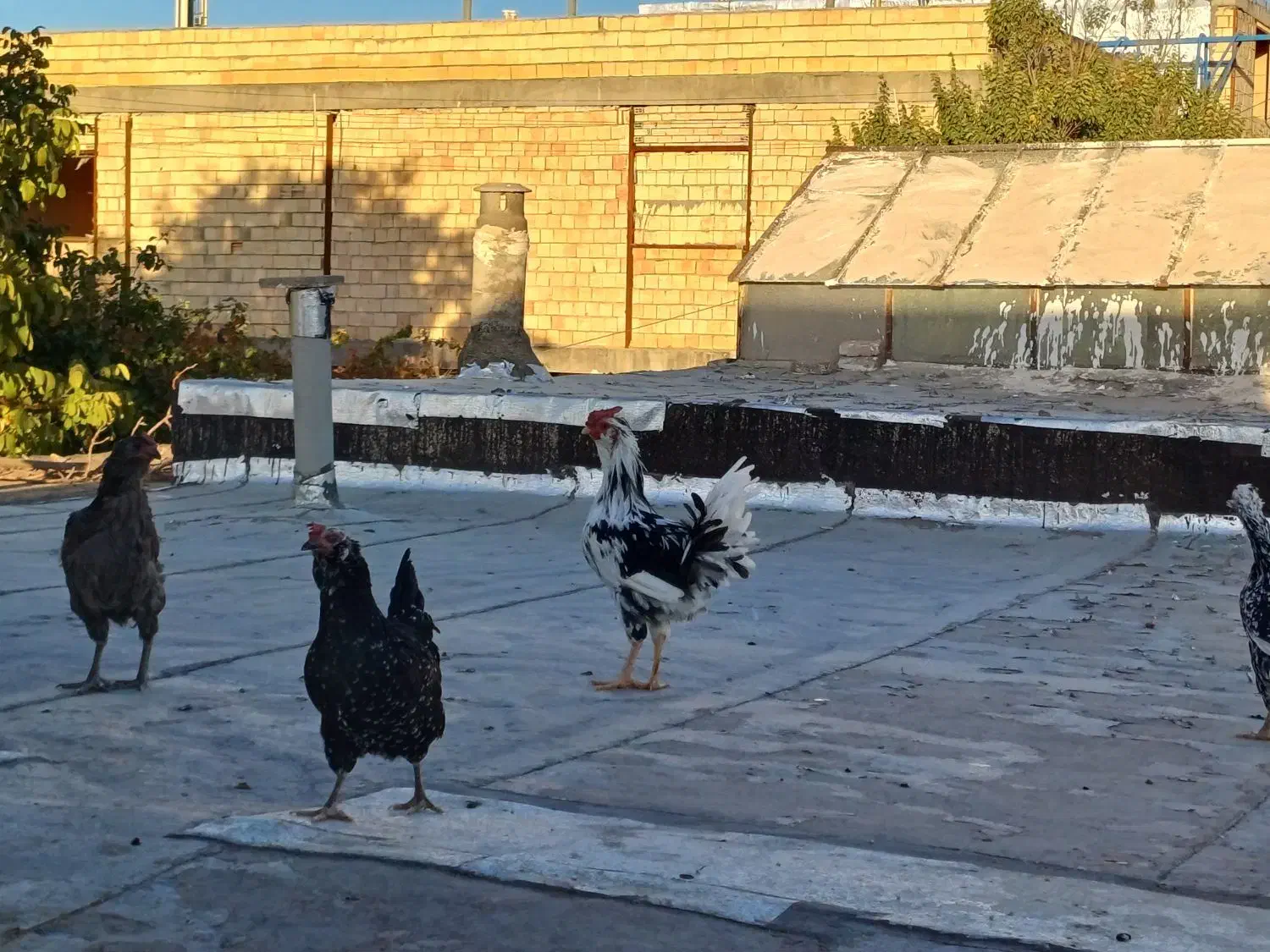 یک عدد خروس جوان|حیوانات مزرعه|بن, |دیوار