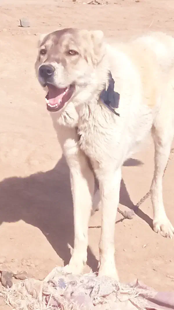 سگ پانزده ماهه|سگ|مشهد, هنرستان|دیوار