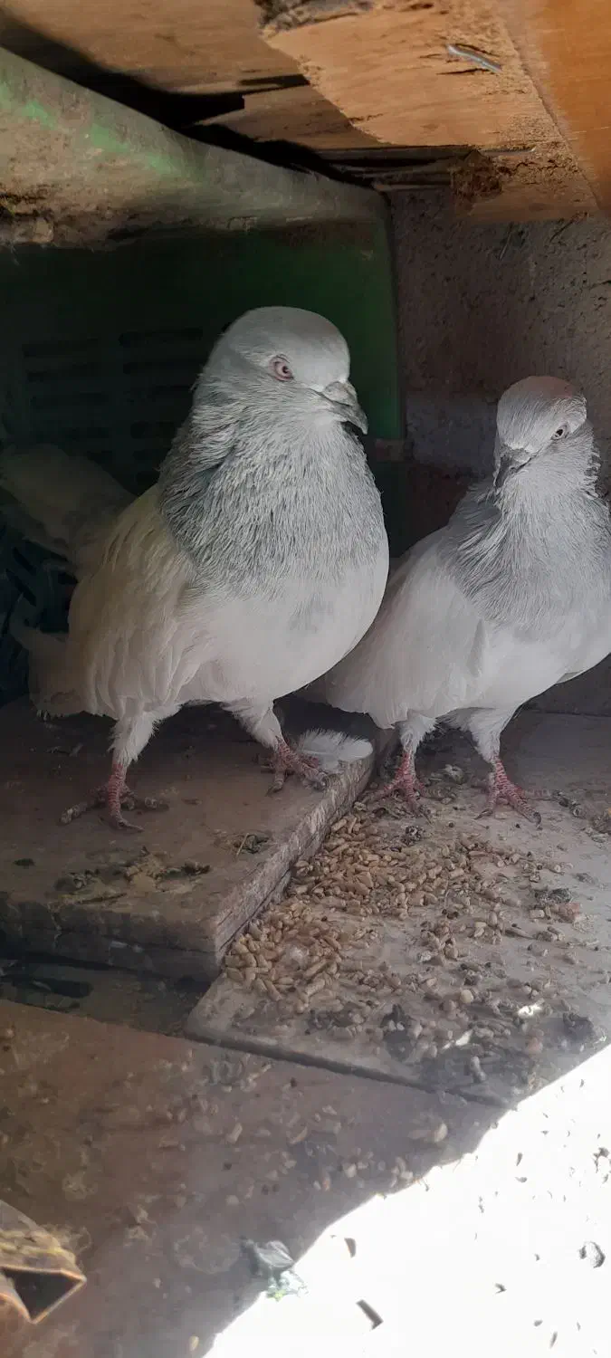 فروش کبوتر|پرنده|ملکان, |دیوار