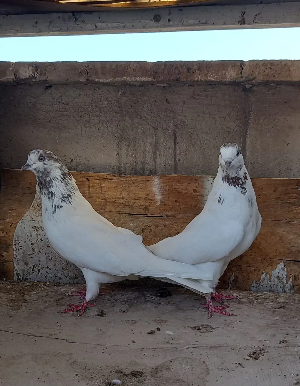 کفتر  دوتا ماده|پرنده|ری, ولی آباد|دیوار