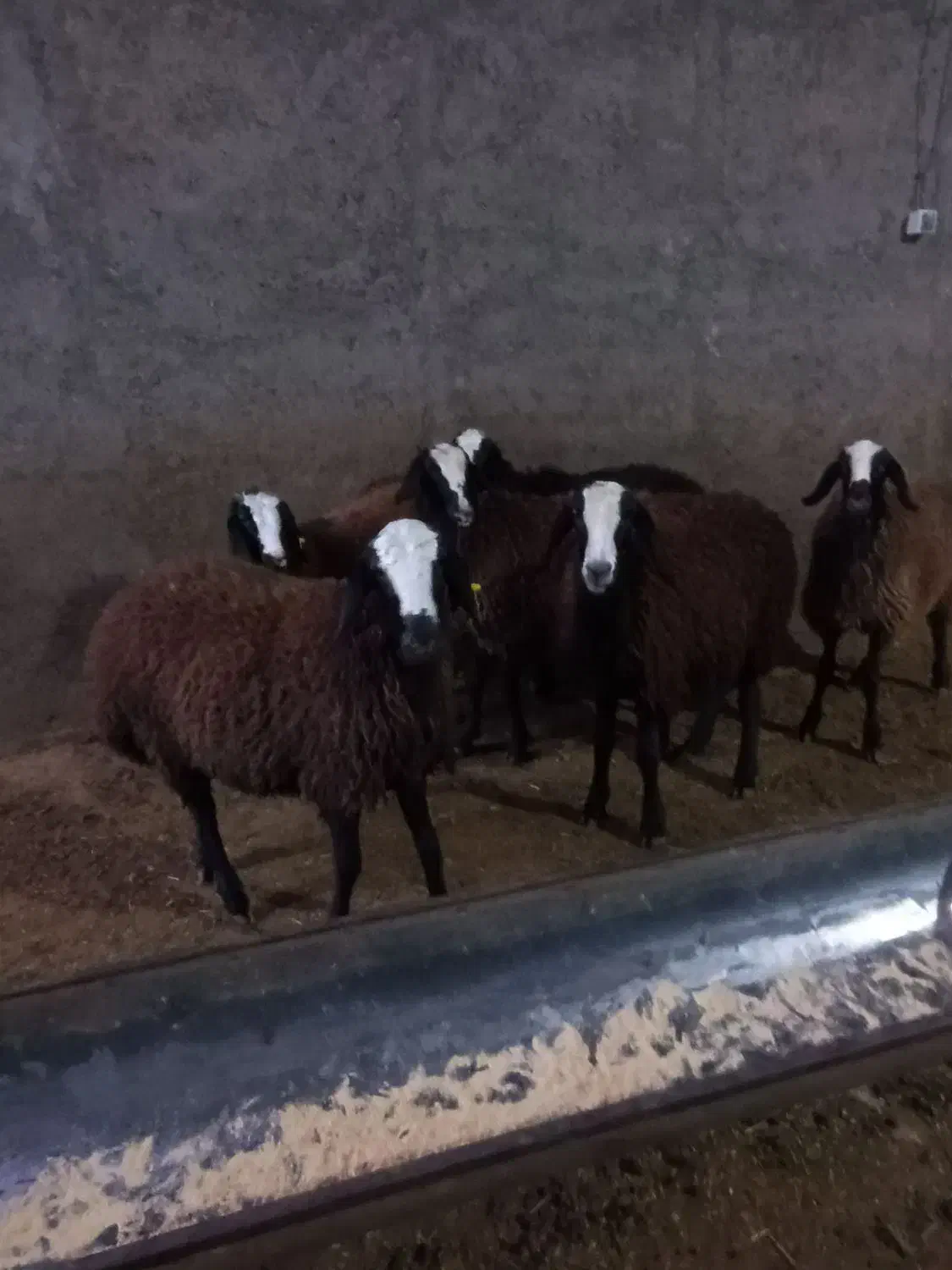 بره نر و ماده شال اصیل|حیوانات مزرعه|مهریز, |دیوار