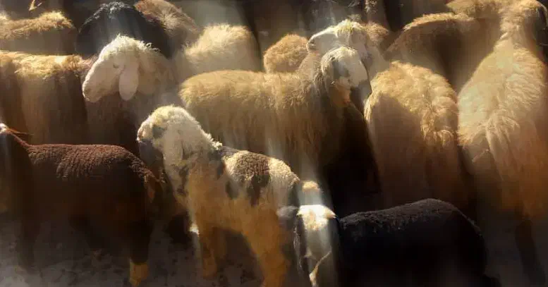 فروش میش و قوچ داشتی فوری|حیوانات مزرعه|یاسوج, |دیوار