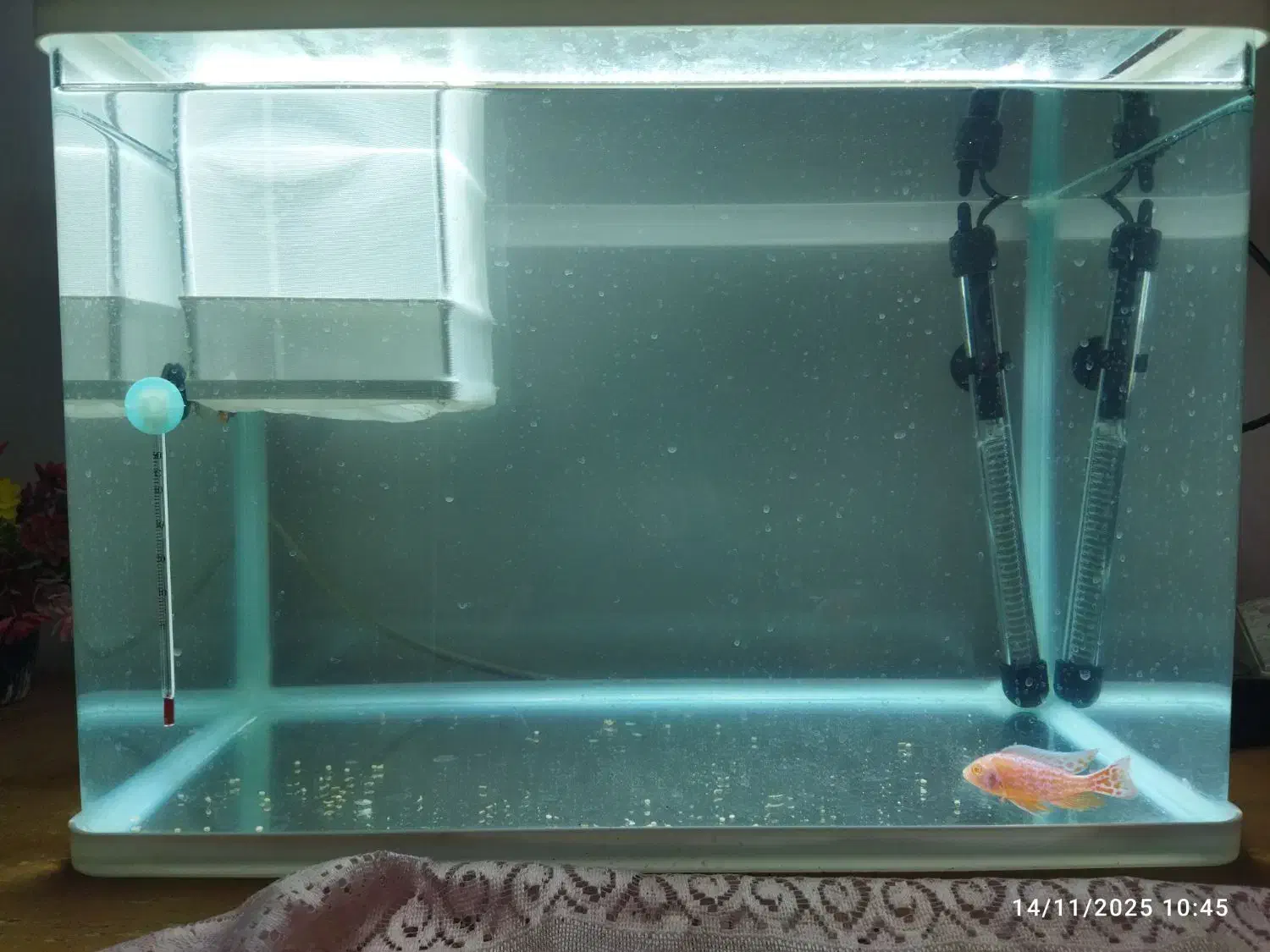 آکواریوم|ماهی|زاهدان, |دیوار