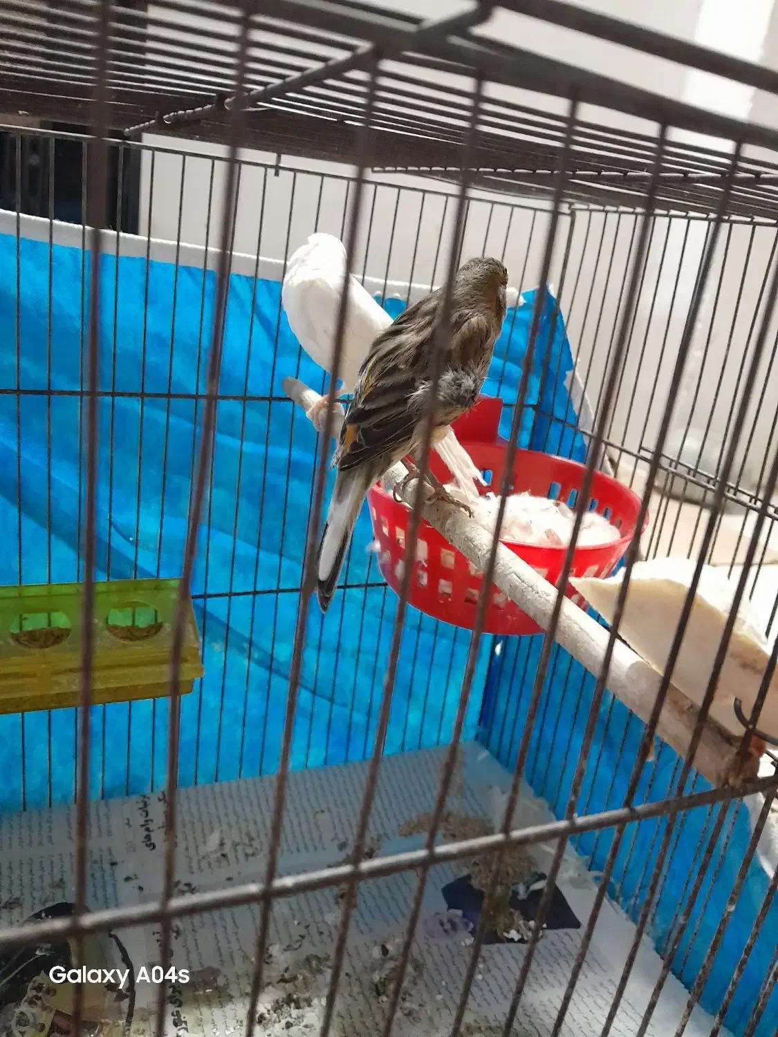 قناری جفت با جوجه|پرنده|رشت, منظریه|دیوار