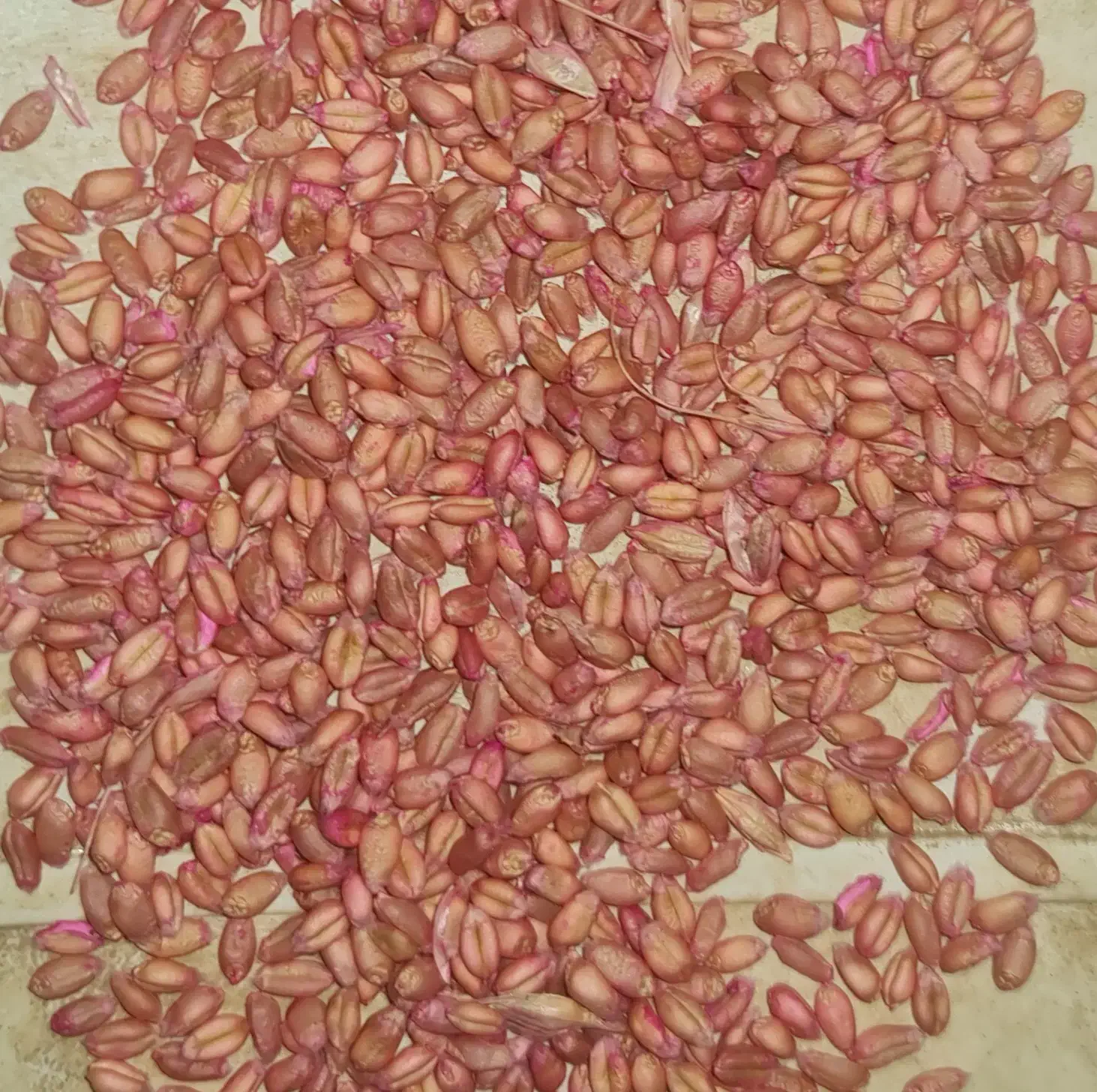 فروش گندم بذری پیشگام مادری بوجاری شده|خدمات باغبانی و درختکاری|سیلاخور, |دیوار