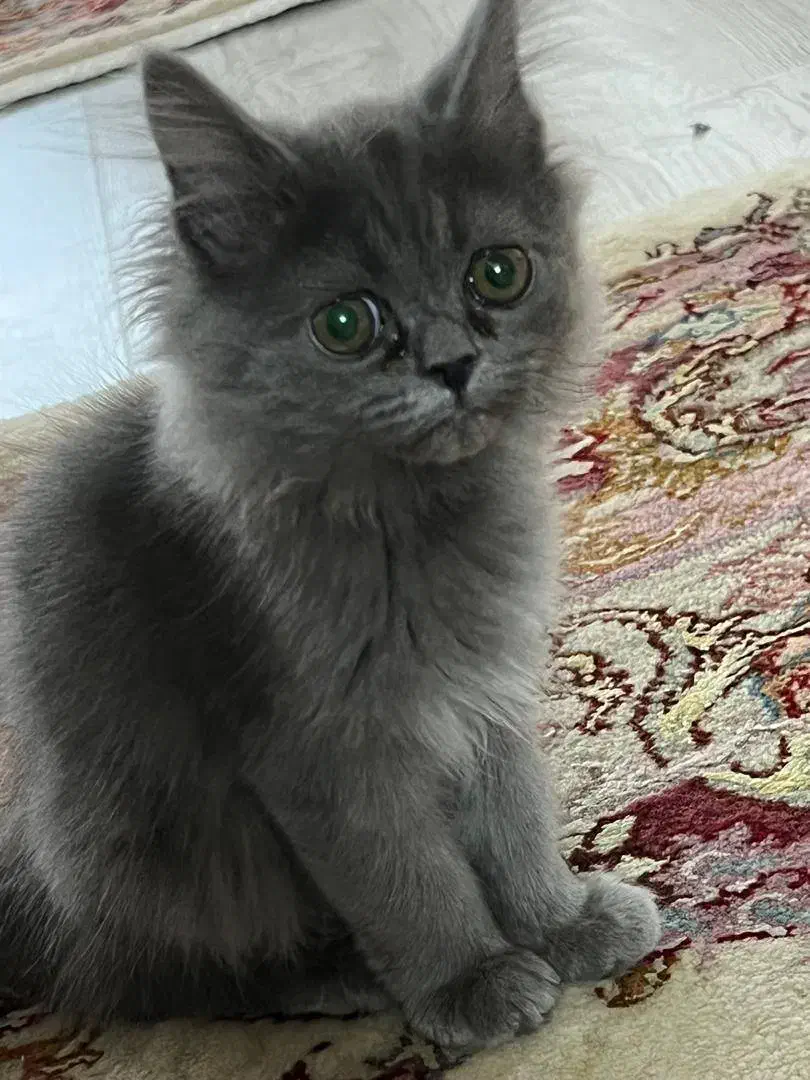 گربه|گربه|میاندوآب, |دیوار