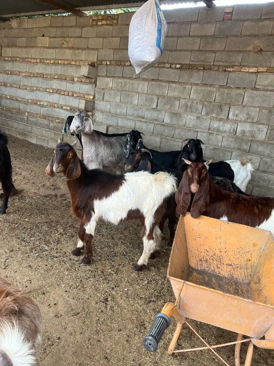 بز ابست|حیوانات مزرعه|گنبد کاووس, |دیوار