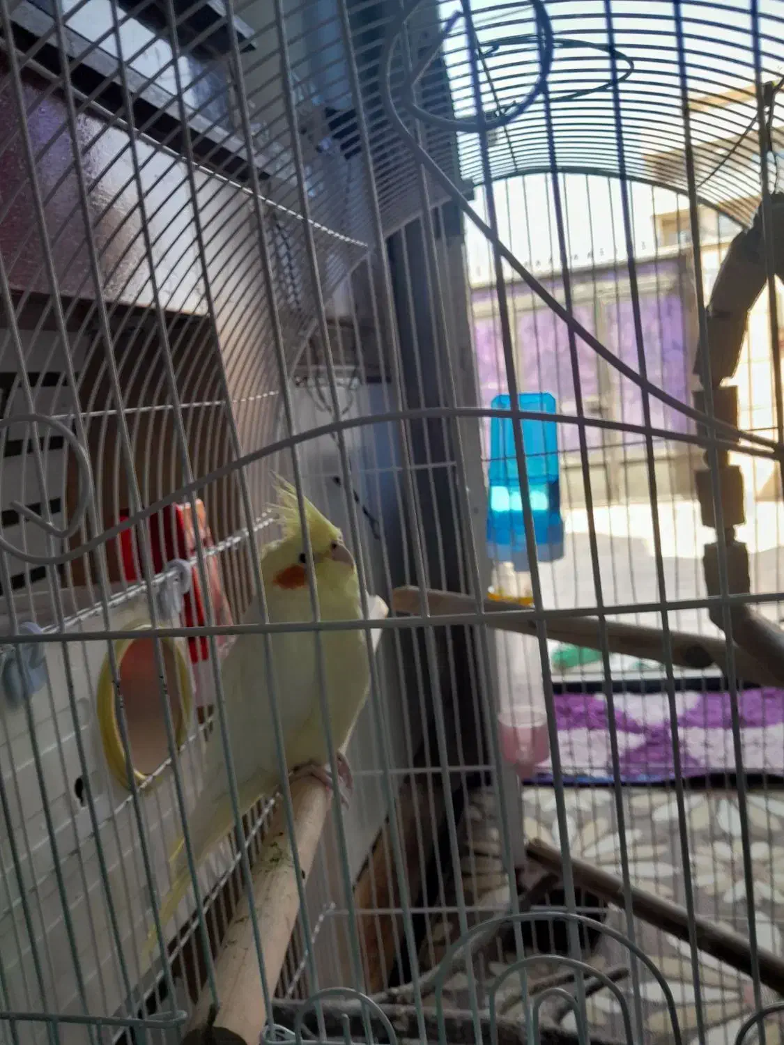 عروس هلندی|پرنده|ایلام, |دیوار