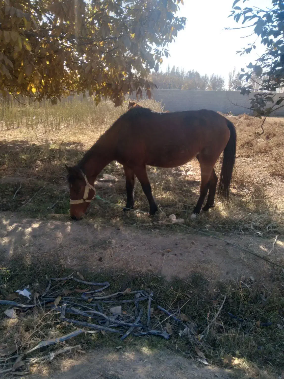 اسب کرد|اسب و تجهیزات اسب‌سواری|چهارباغ, |دیوار