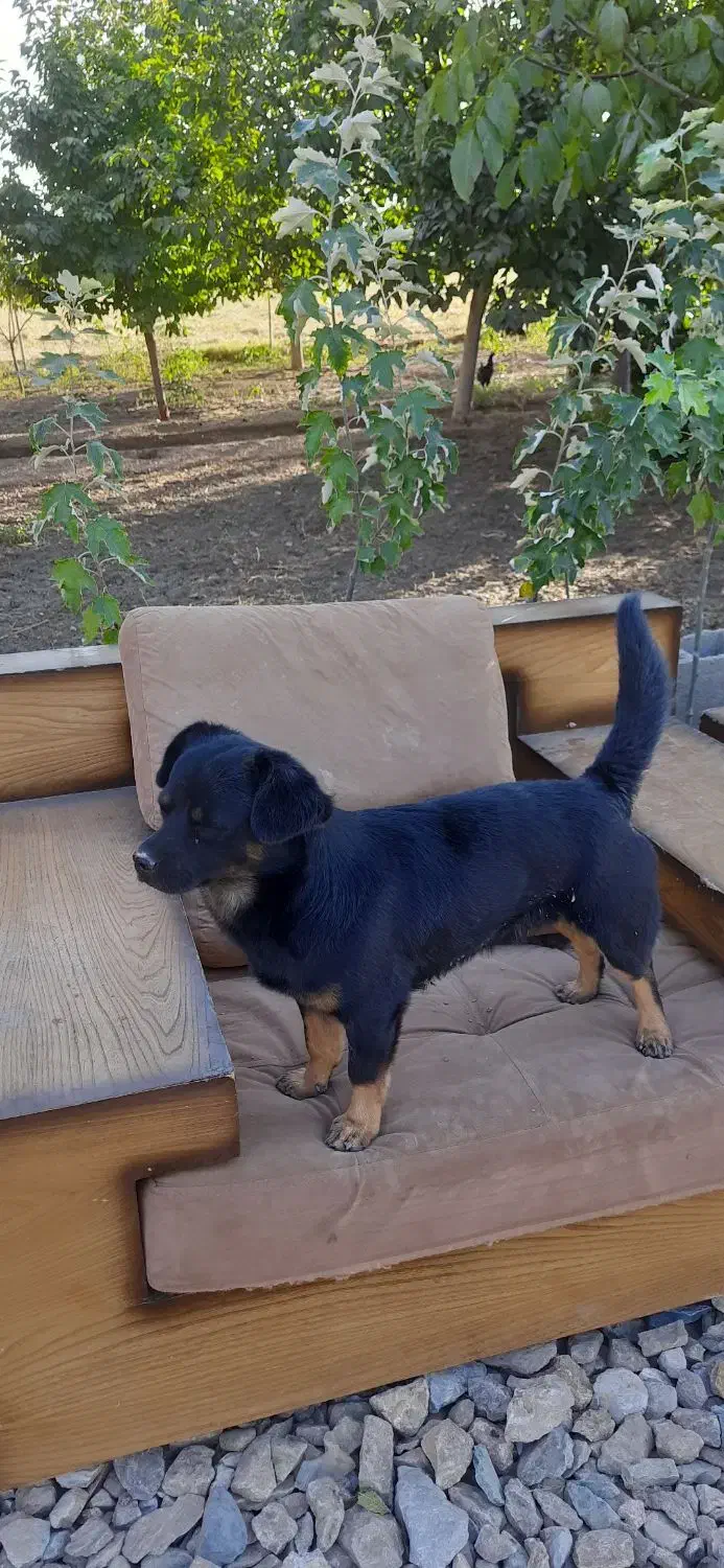 سگ‌گم شده|حیوانات|دورود, |دیوار