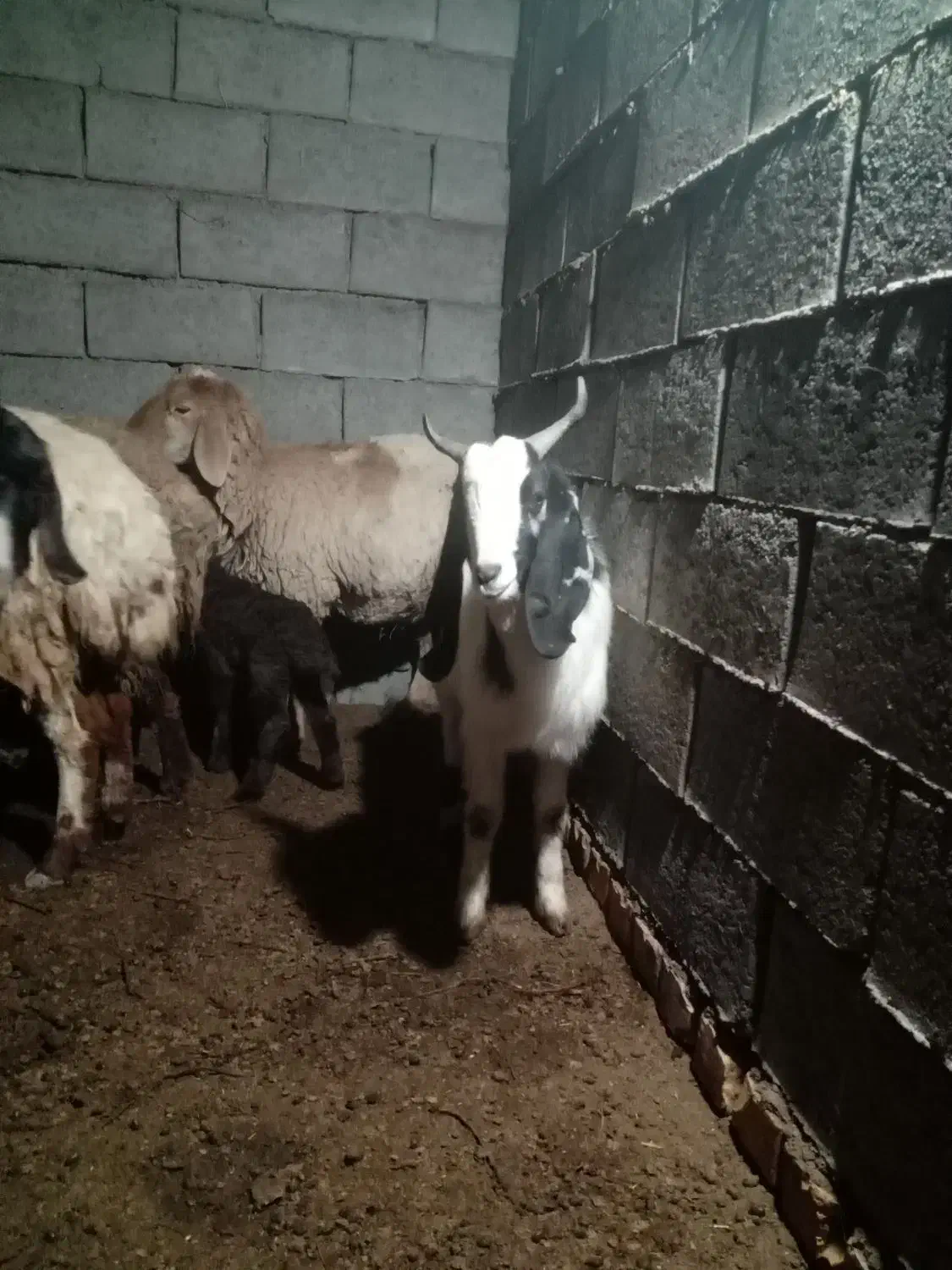 بزغاله|حیوانات مزرعه|قاسم‌آباد (خواف), |دیوار