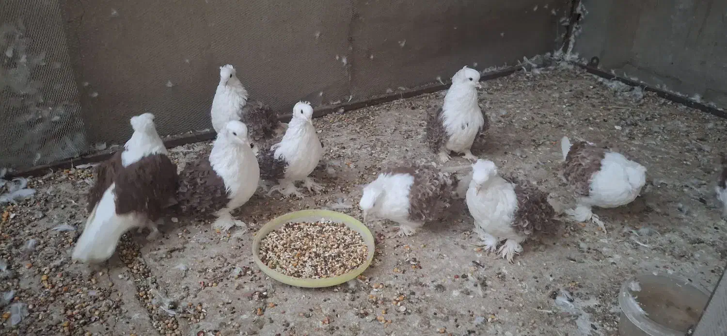 کبوتر جکسون123|پرنده|شیراز, تندگویان|دیوار