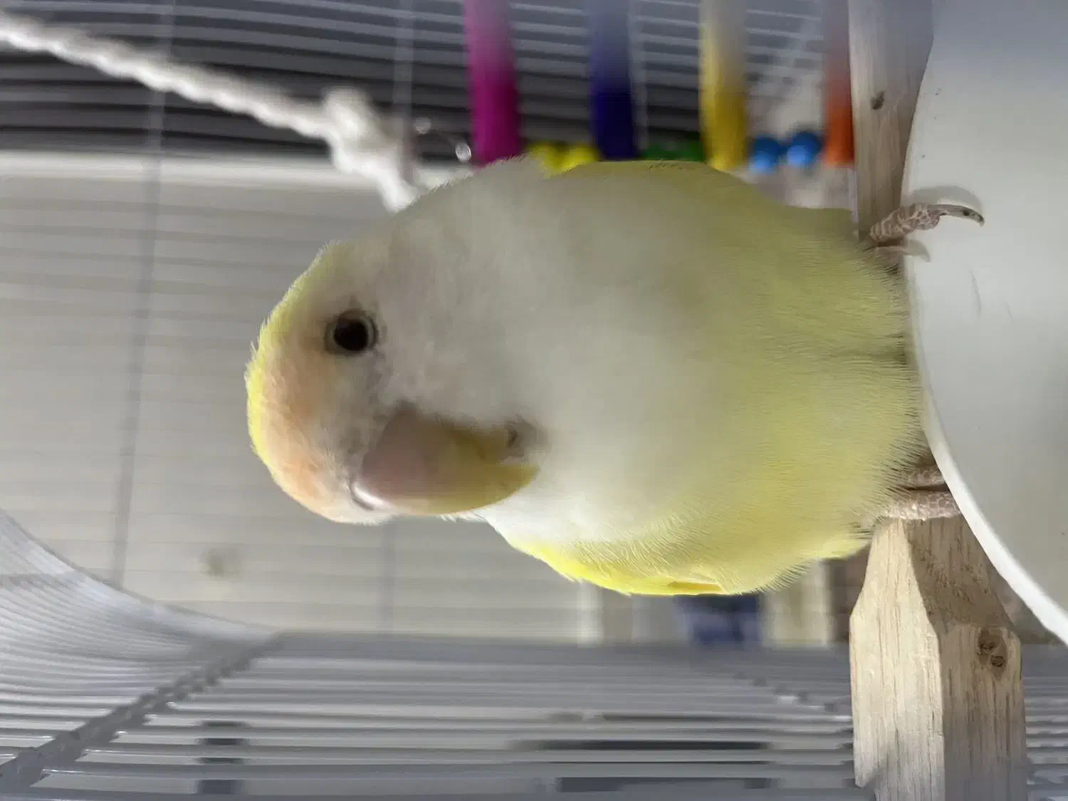 کوتوله برزیلی|پرنده|مشهد, انقلاب|دیوار