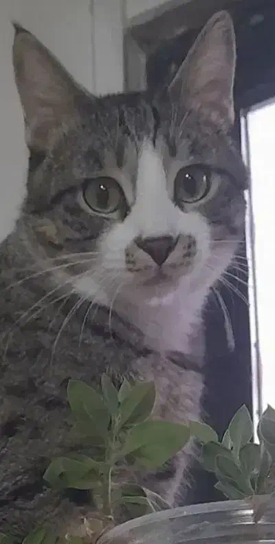 گربه گم شده|حیوانات|کرمانشاه, |دیوار