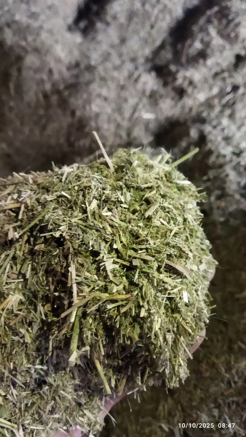 کاه یونجه|لوازم جانبی حیوانات|مسجد سلیمان, |دیوار