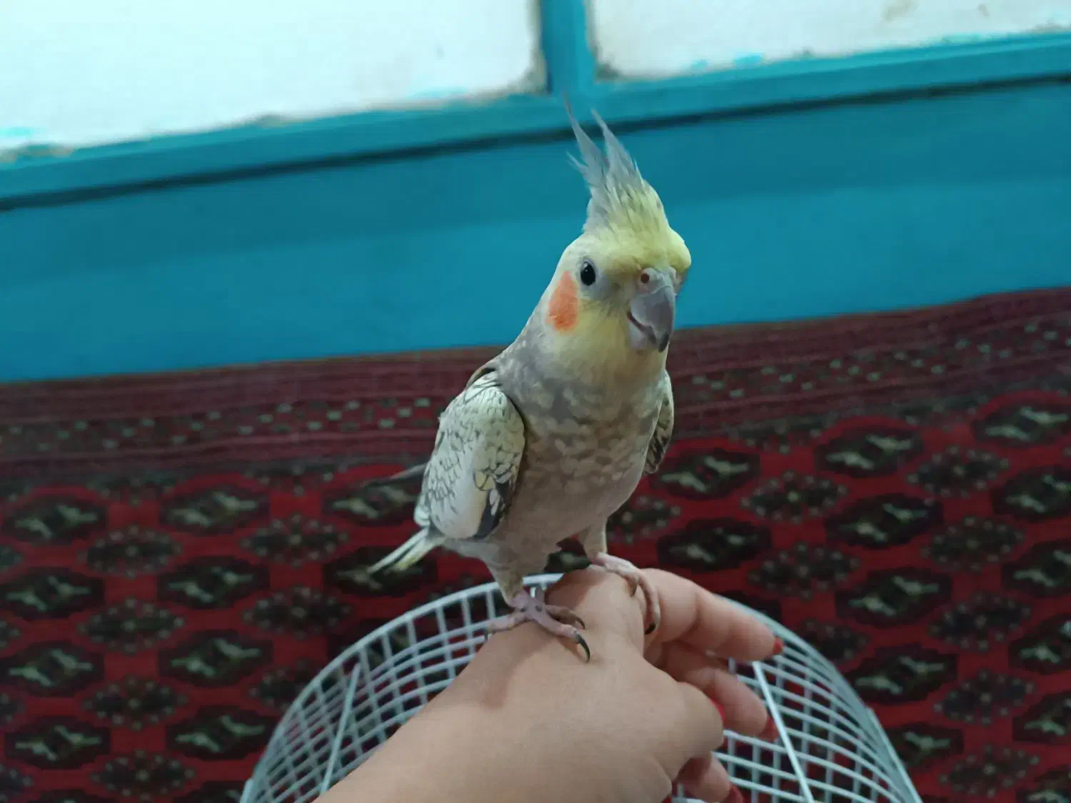 طوطی عروس ماده|پرنده|رشت, تازه آباد|دیوار