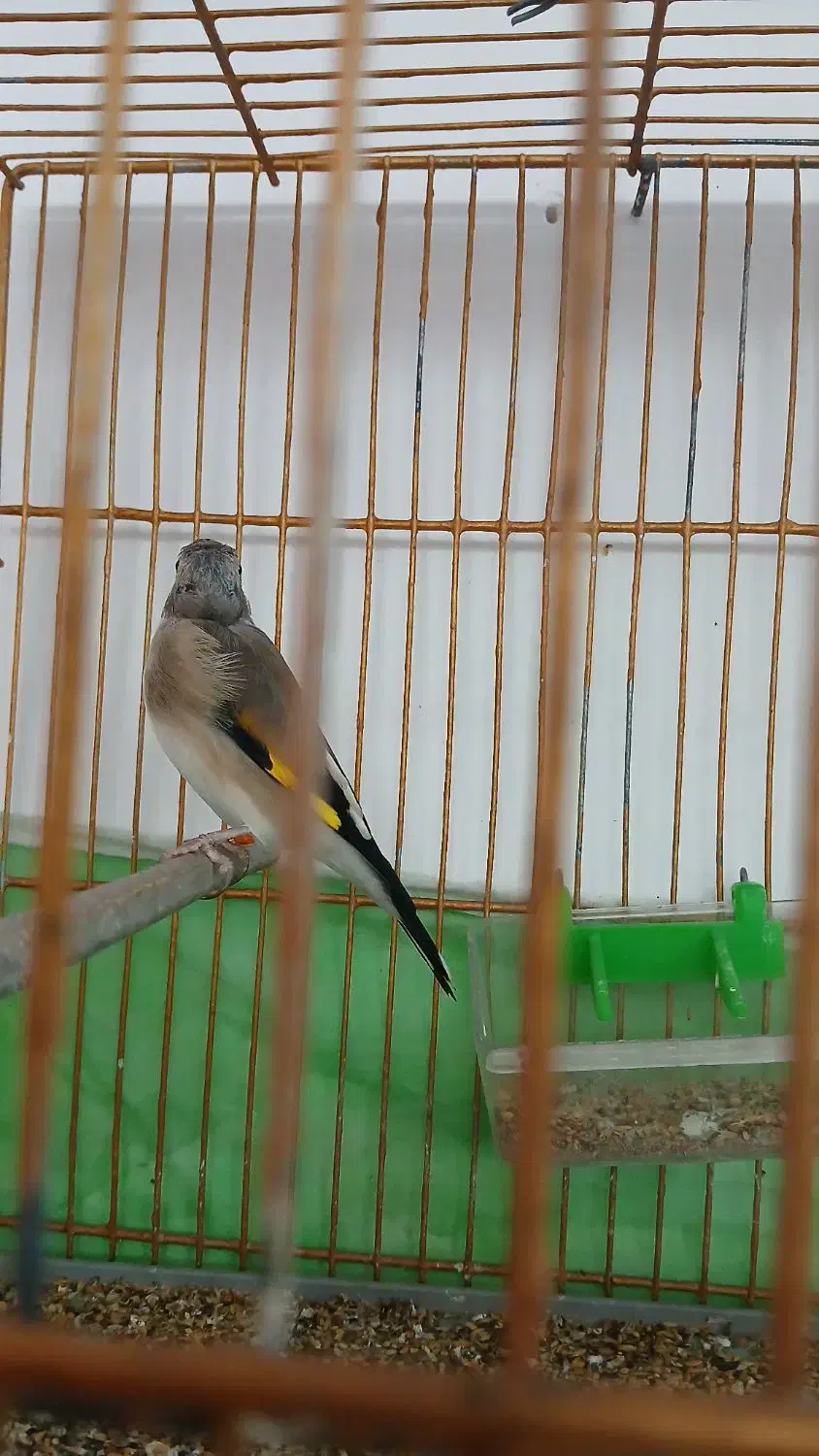 سقا|پرنده|کرمان, |دیوار