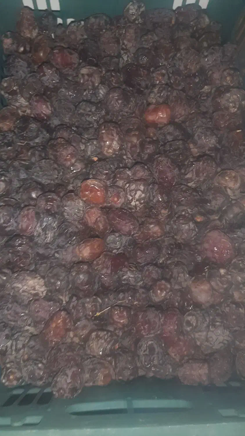 خرمای مرداسنگ دونه ای و شیره به شیره رودان|عمده‌فروشی|رودان, |دیوار