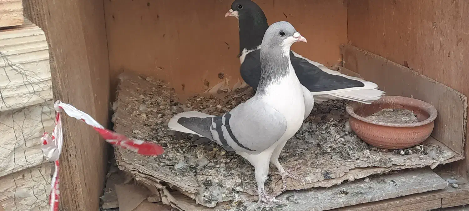 بدرنگ ماده|پرنده|قزوین, |دیوار