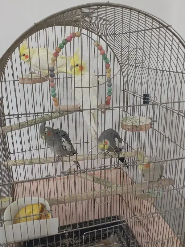 عروس هلندی|پرنده|سلطانیه, |دیوار