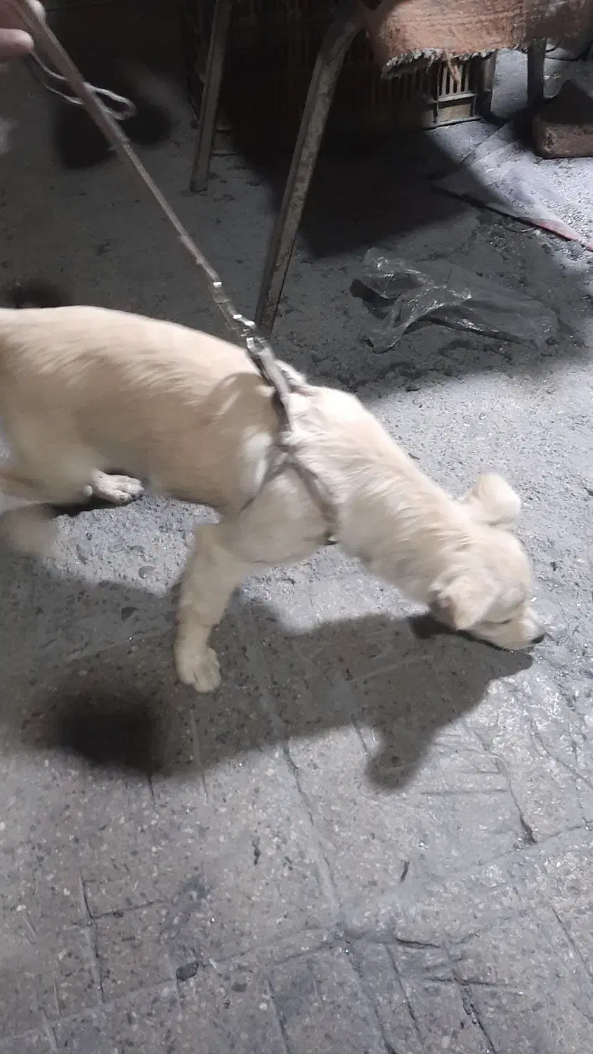 سگ اشپیتز|سگ|پاکدشت, خاتون آباد|دیوار