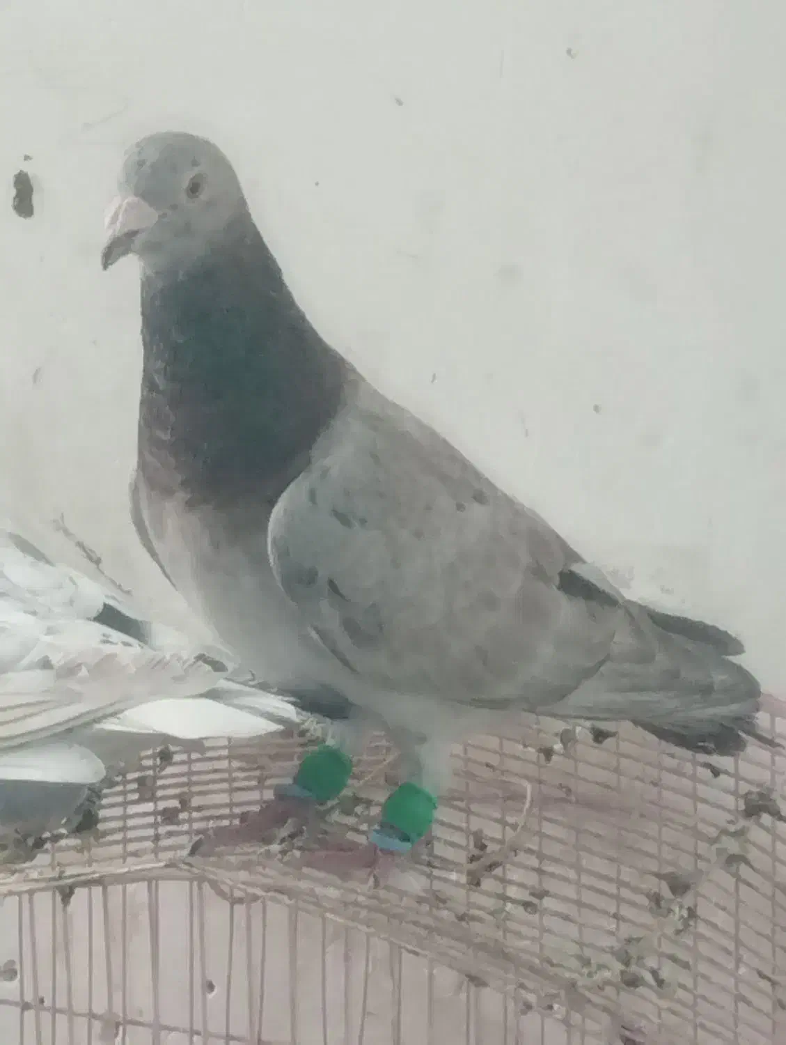 کبوتررنگی|پرنده|اهواز, کوی صادقیه|دیوار