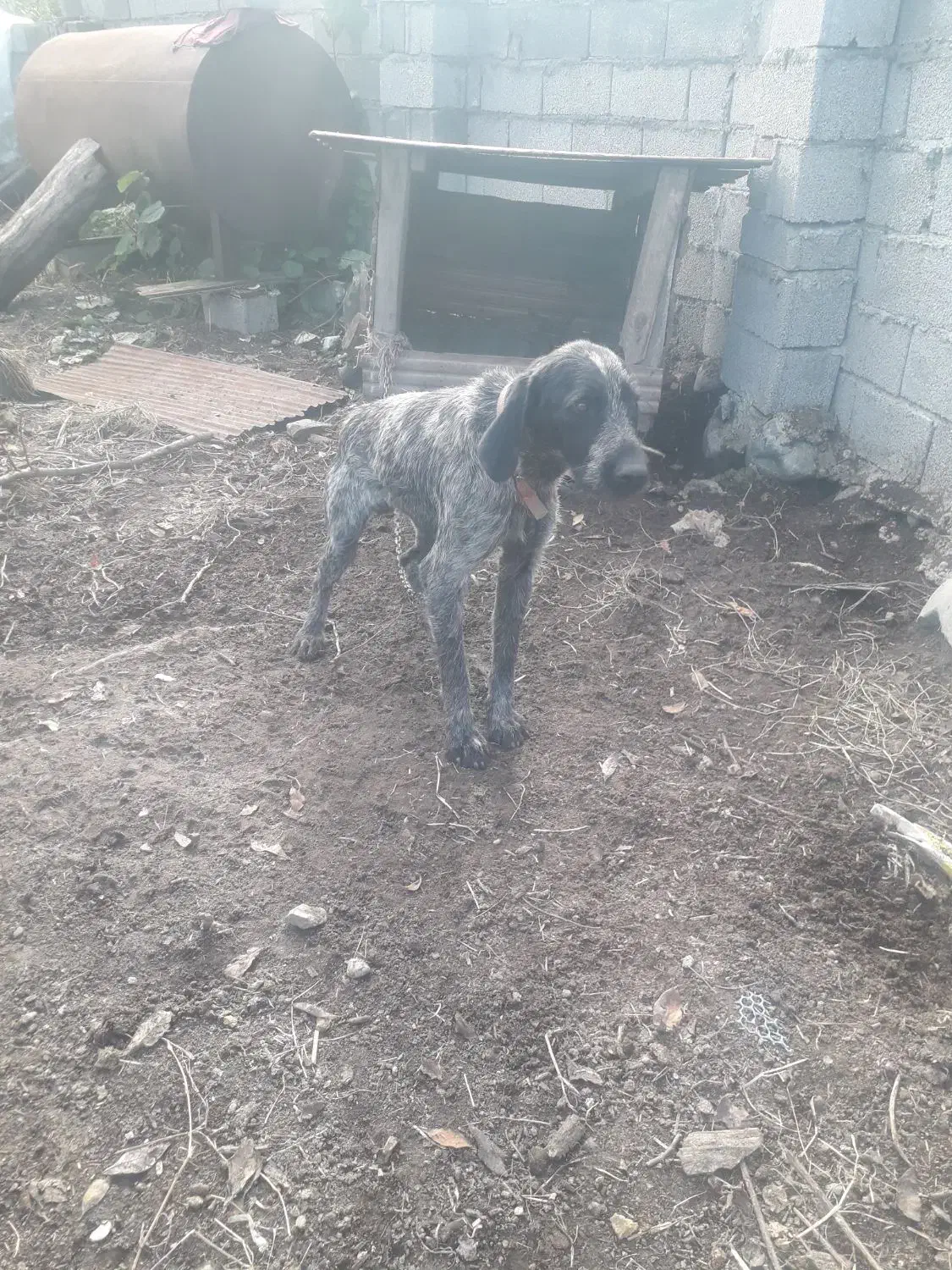 سگ شکاری|سگ|تالش, جوکندان|دیوار