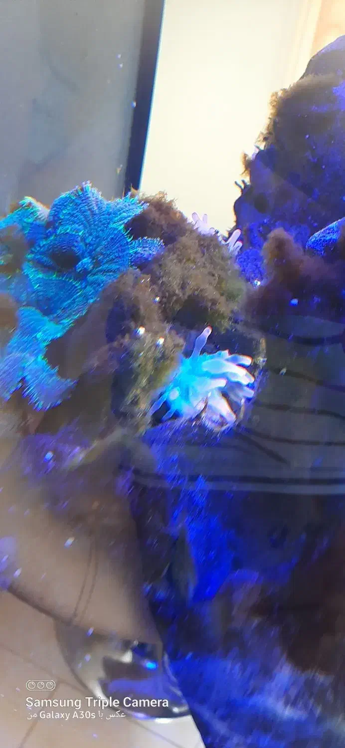 اکواریوم ابشور|ماهی|سهند, |دیوار