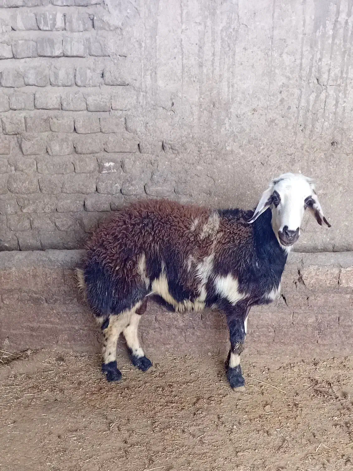 یک راس بره قوچ|حیوانات مزرعه|شیروان (لرستان), |دیوار