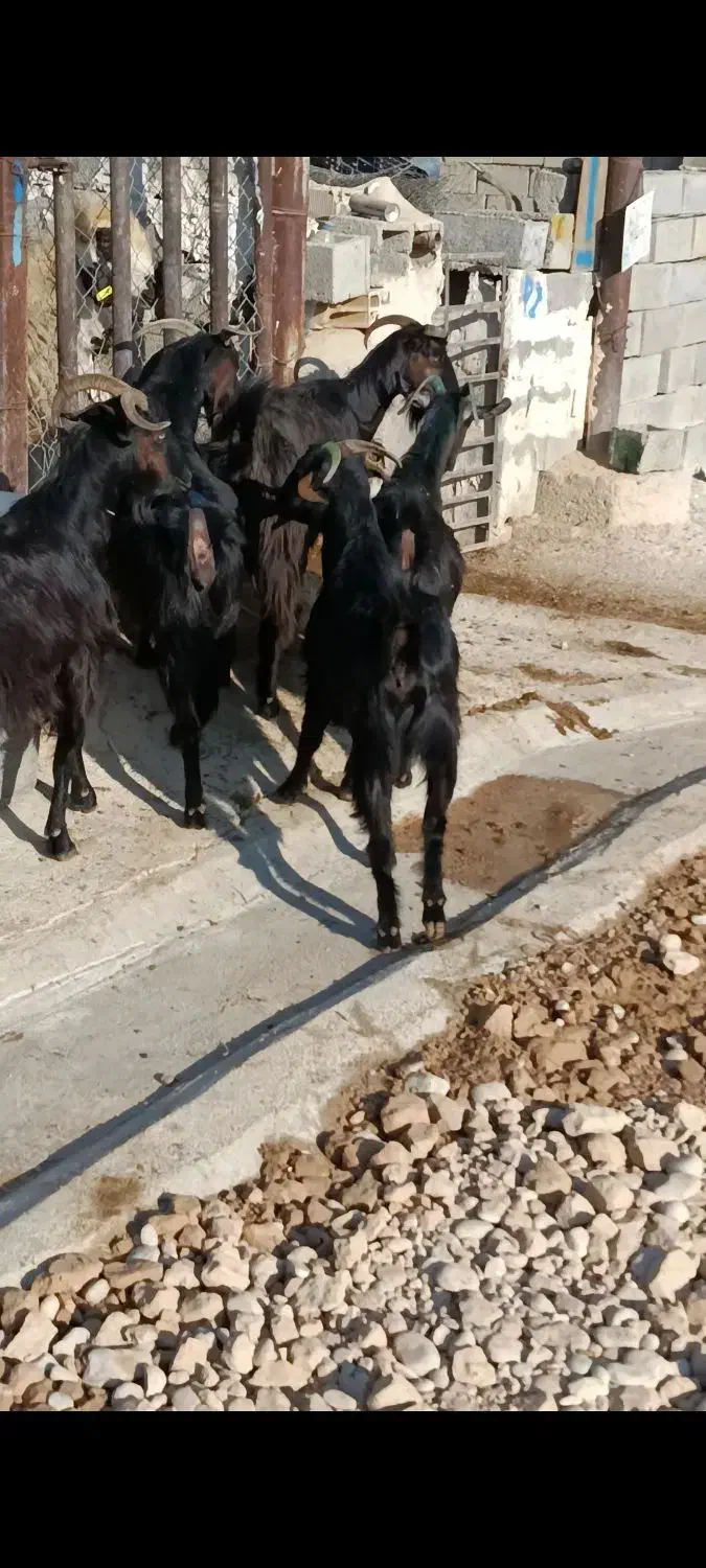 بز محلی|حیوانات مزرعه|بهبهان, |دیوار