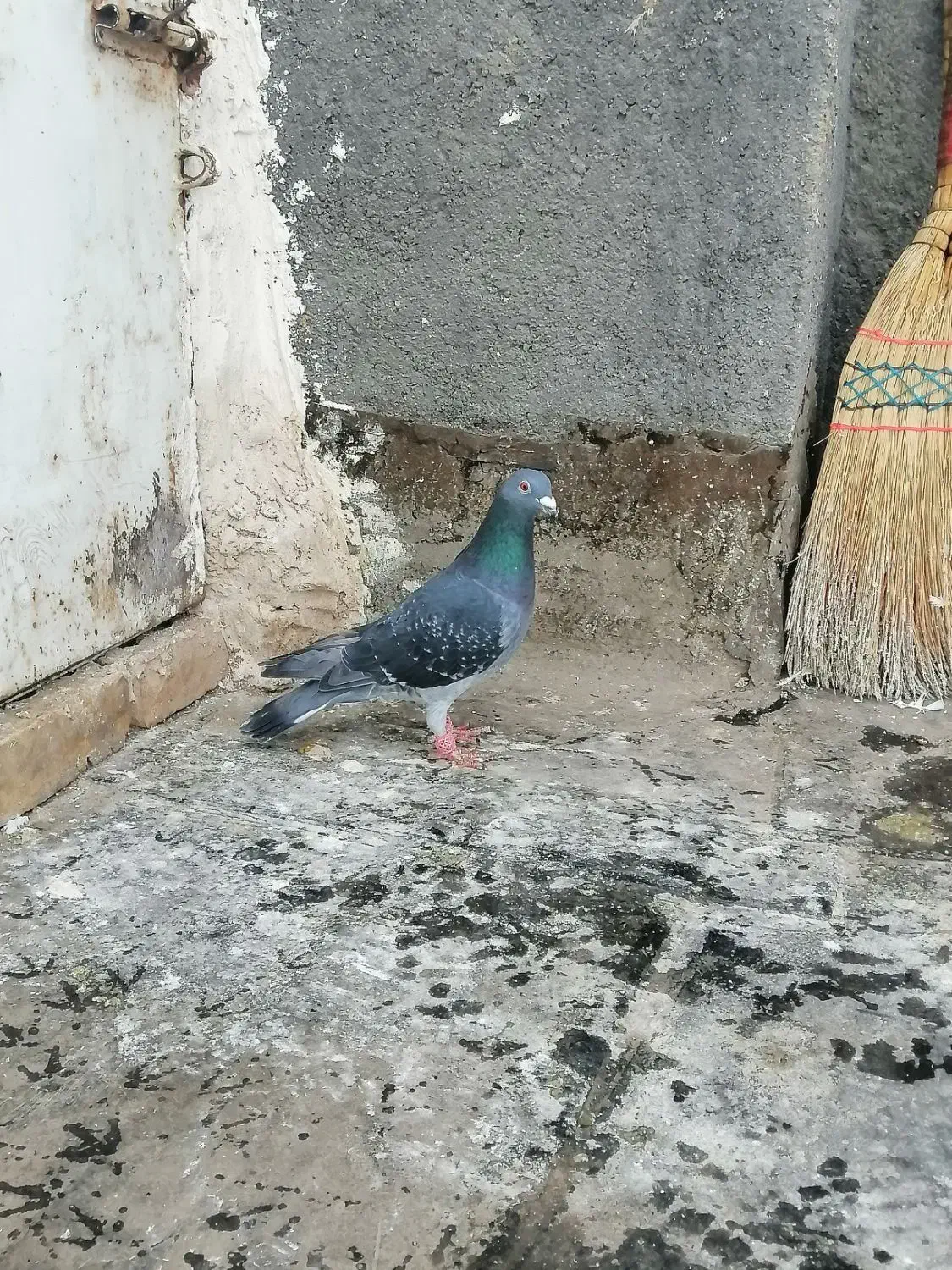 کفتر صید|پرنده|مشهد, ابوذر|دیوار