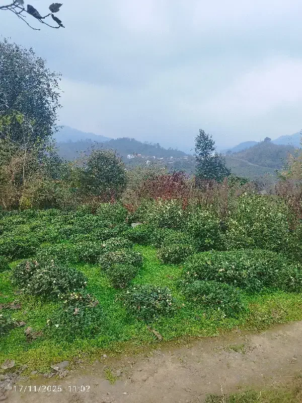 زمین 1250متر زمین سند دار با ساخت نیمه کاره|فروش زمین و ملک کلنگی|چاف و چمخاله, |دیوار