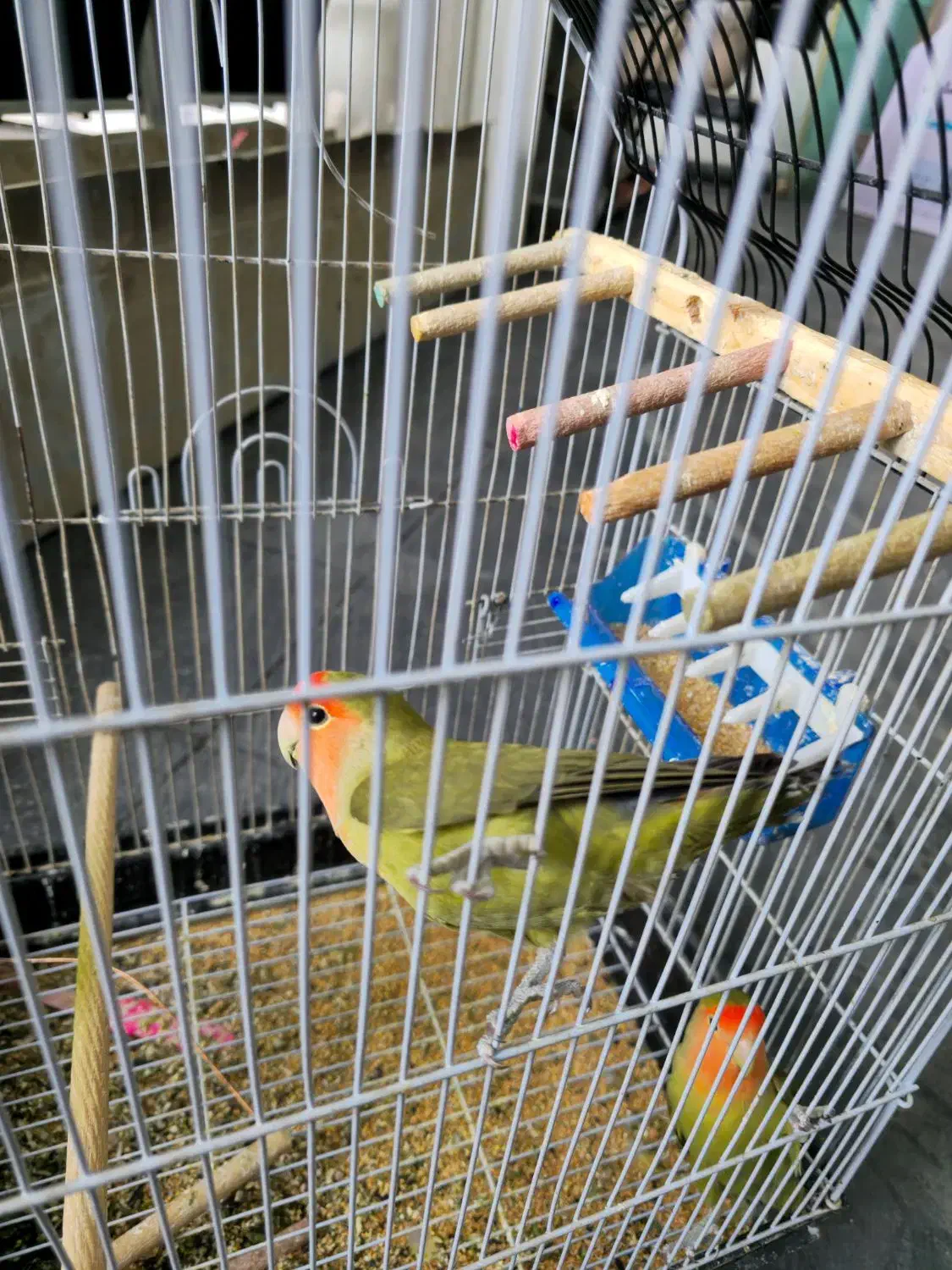 طوطی برزیلی|پرنده|شیراز, شهرک مهدیه|دیوار