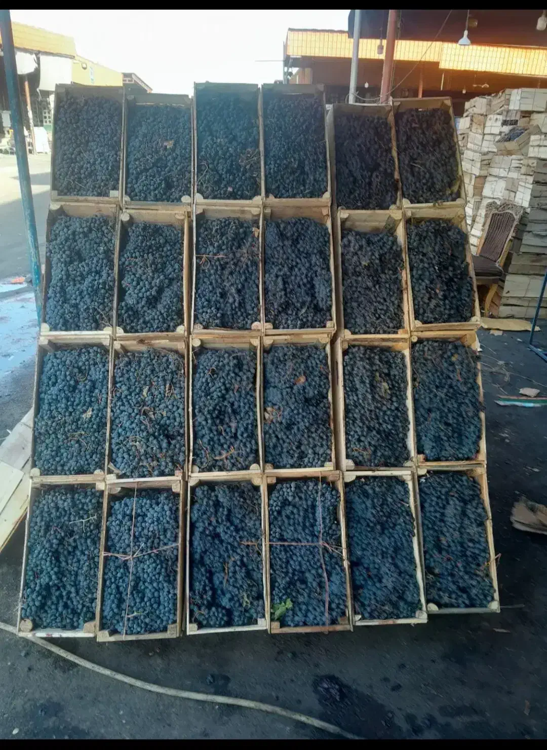 انگور شانی دیم سردشت سیاه انگور کشمش افتابی مویز|خوردنی و آشامیدنی|تهران, خانی آباد نو جنوبی|دیوار