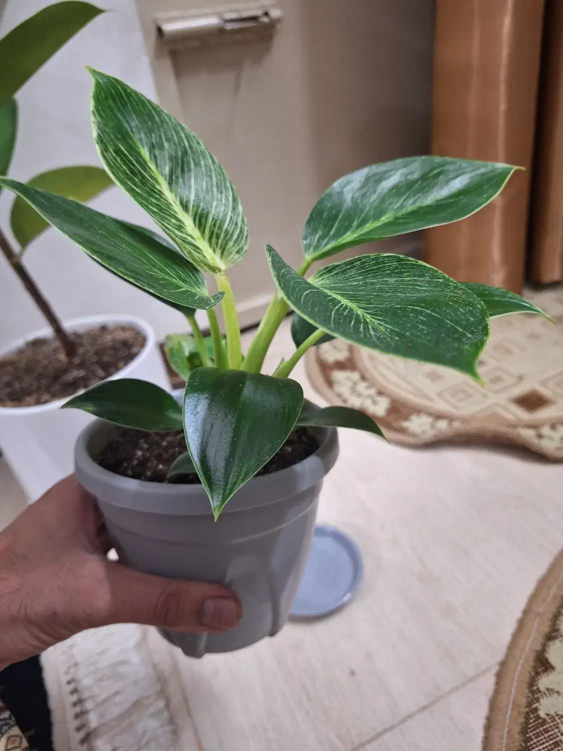 گل فیلودندرون برکین همره با گلدان ویژه|گل و گیاه طبیعی|شاهین‌شهر, نسیم ۵|دیوار