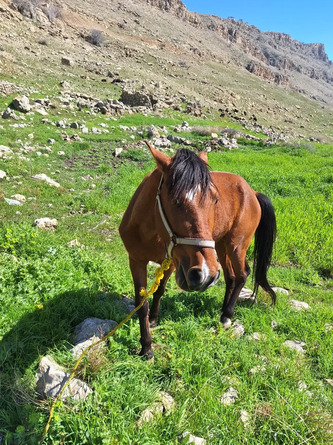 اسب|اسب و تجهیزات اسب‌سواری|رستم, |دیوار