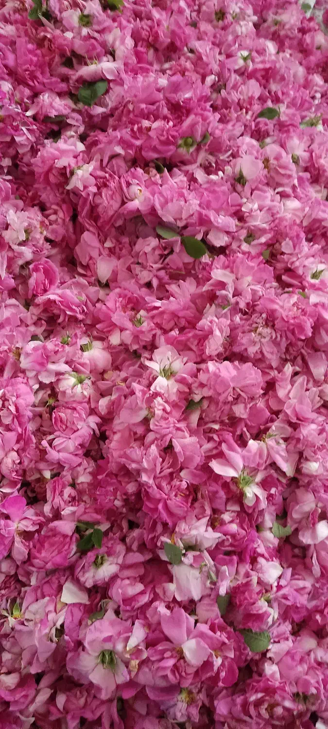 گل محمدی خشک|گل و گیاه طبیعی|مرند, |دیوار