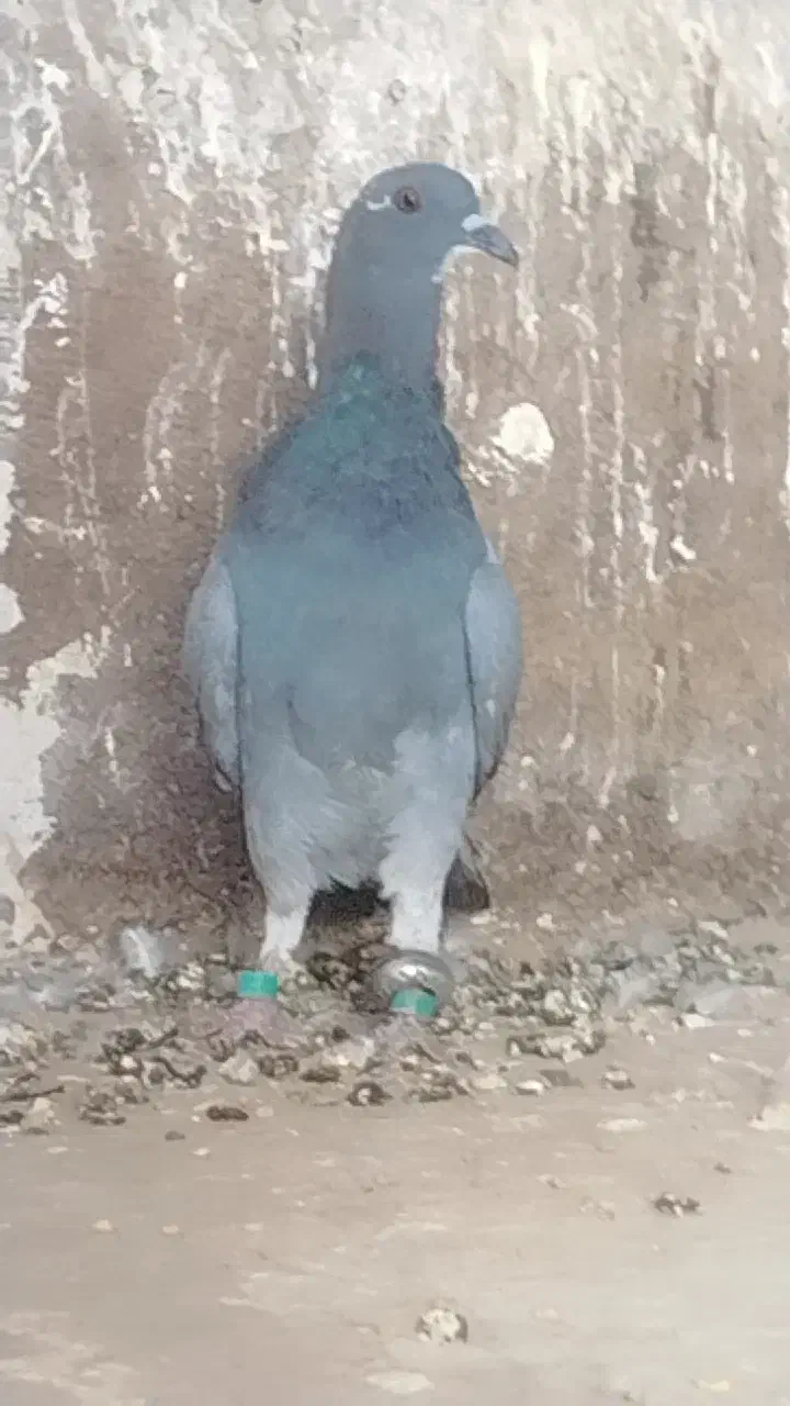 کفتر بی بوم تازه گرفتم|پرنده|تربت‌حیدریه, پائین ولایت|دیوار